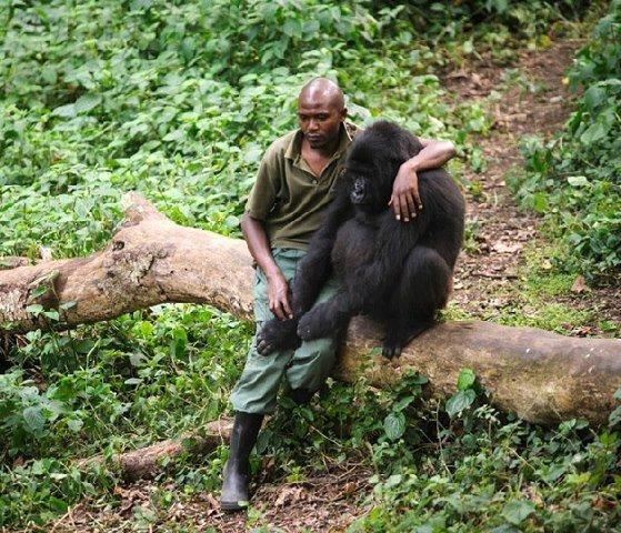 Patrick Karabaranga and a Gorilla