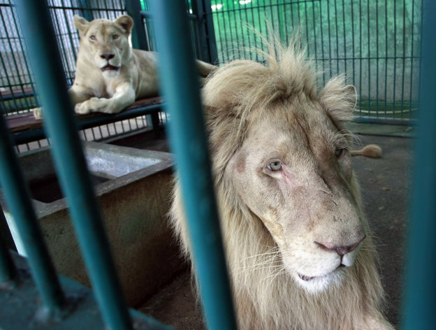 Lions in Cages