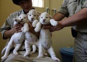 White Lion Cubs