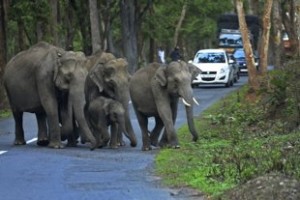 Elephants!