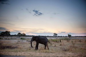 African Elephant