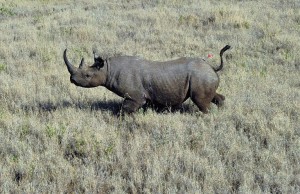 Rhino in Kenya