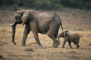 Elephants