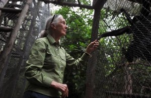 Jane Goodall and a Monkey