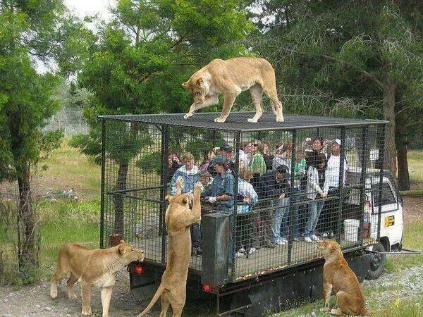 lions on people cage