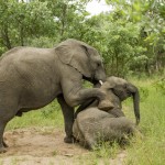 elephant-photo-drunk-on-fruit