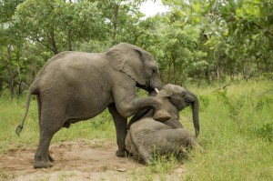 elephant-photo-drunk-on-fruit