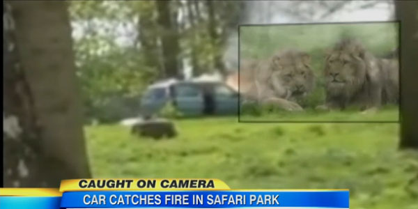 Car on fire in Lion safari