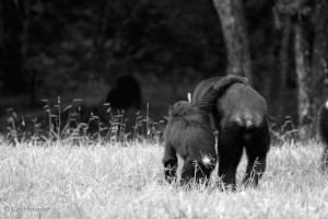 chimp language