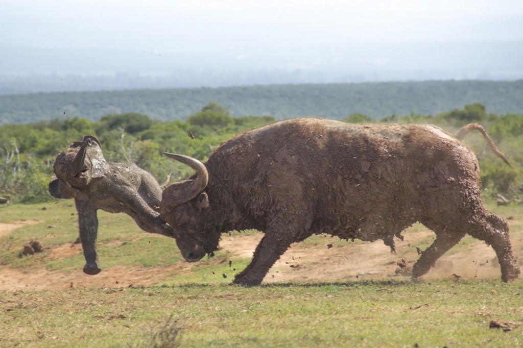 africa wildlife