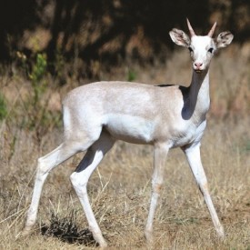 south africa animals