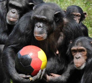 Chimps are naturally violent, not because of human contact