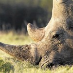 rhino poaching