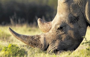 rhino poaching