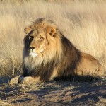 Lions in Africa Need Protection According to US Government