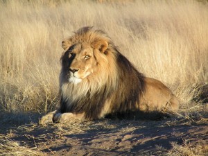 Lions in Africa Need Protection According to US Government