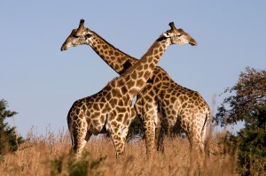 Giraffes