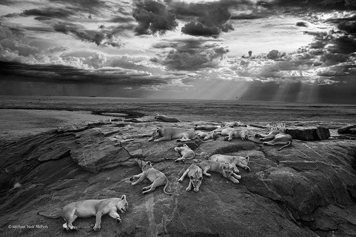 Lions of Serengeti National Park