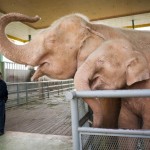 Myanmar finds rare white elephant