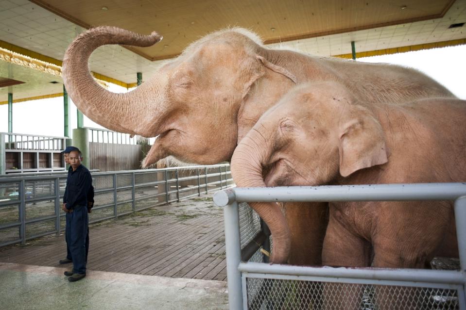 Rare white elephant captured in Myanmar - National