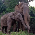 Baby elephant torn from its mother has passionate reunion