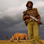 Last Northern White Rhino Male Guarded by Armed Forces