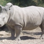 Endangered Rhinos offered new Sanctuary by Texans