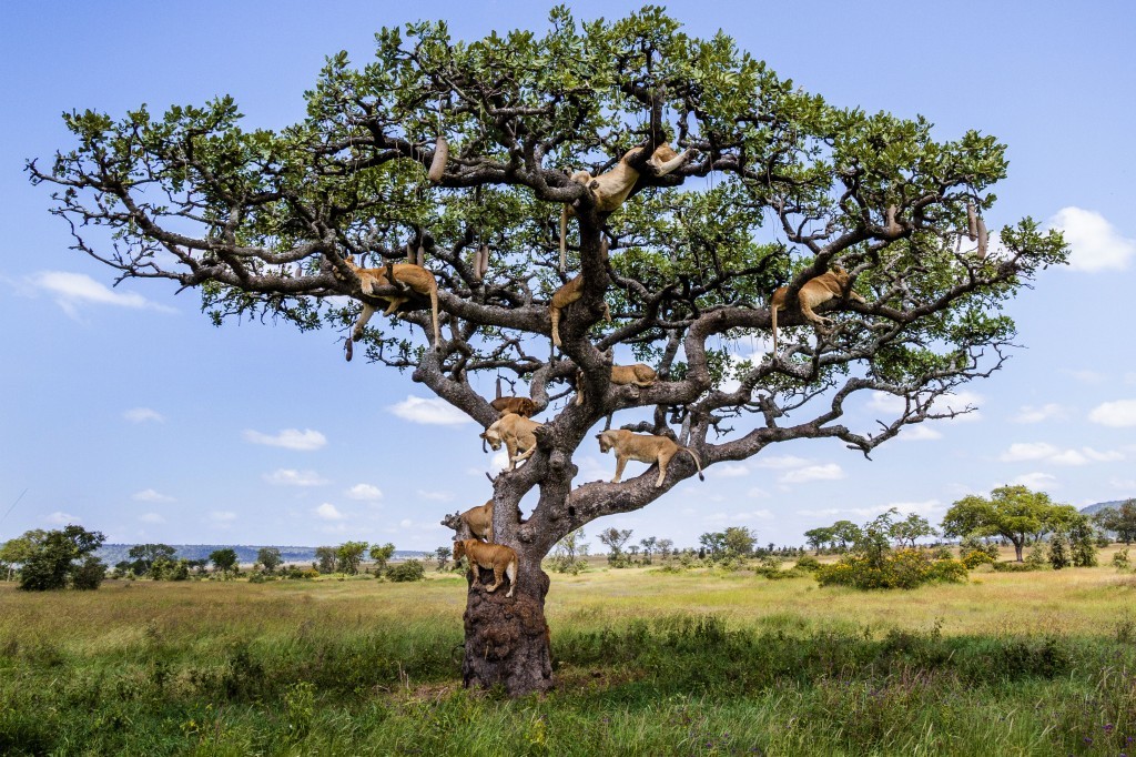 Lions Napping in a Tree