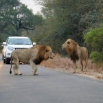Tourists Watch Hungry Lions Take Down Prey On African Road