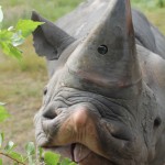 rhino-hidden-camera