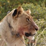 Lion wearing a snare illustrates threat posed by subsistence poachers