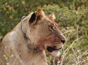 Lion wearing a snare illustrates threat posed by subsistence poachers