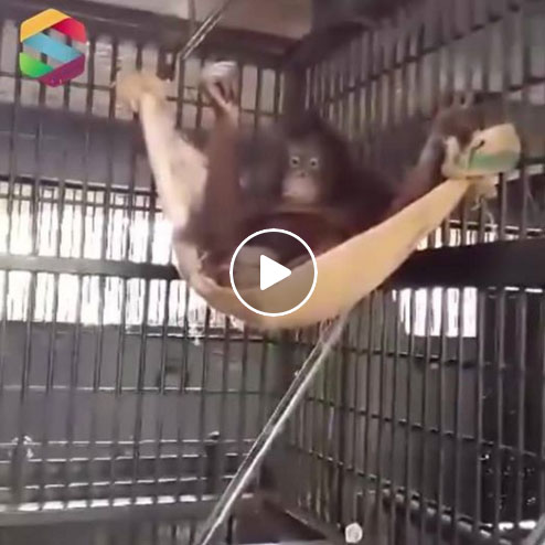 Monkey Hammock