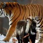 tiger-and-goat-