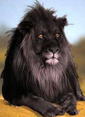 Black Lion