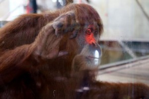 Orangutans in Melbourne Zoo playing interactive videogames using Xbox technology