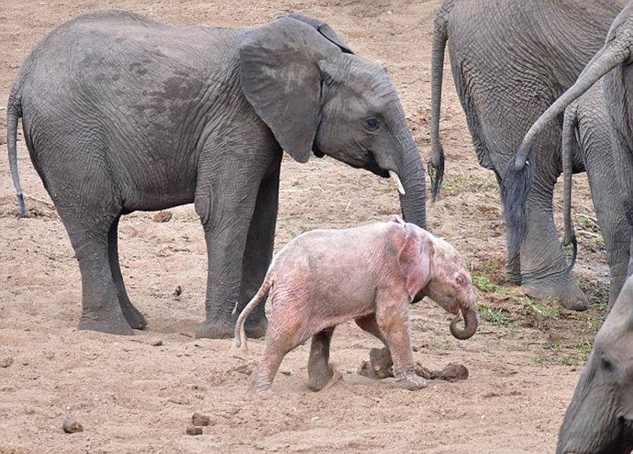 albino-baby-elephant