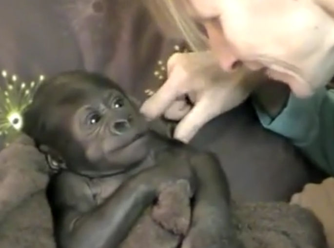 baby-gorilla-video