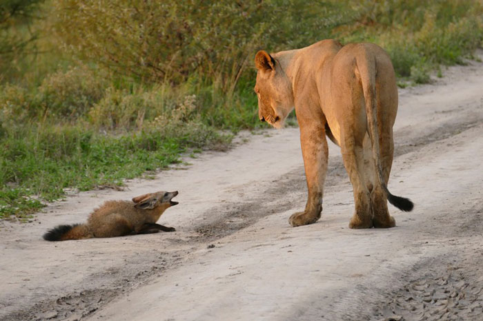 lion fox 